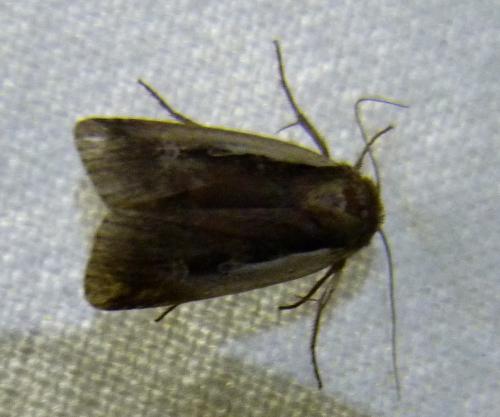 Réf. 284 746 : Ochropleura plecta
